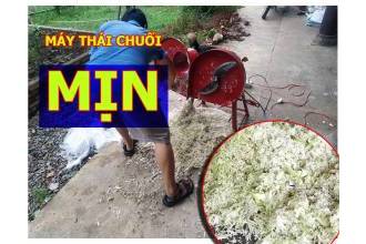 Thử máy thái chuối mịn giao cho khách ở Đồng Nai, máy thái cây chuối nuôi gà